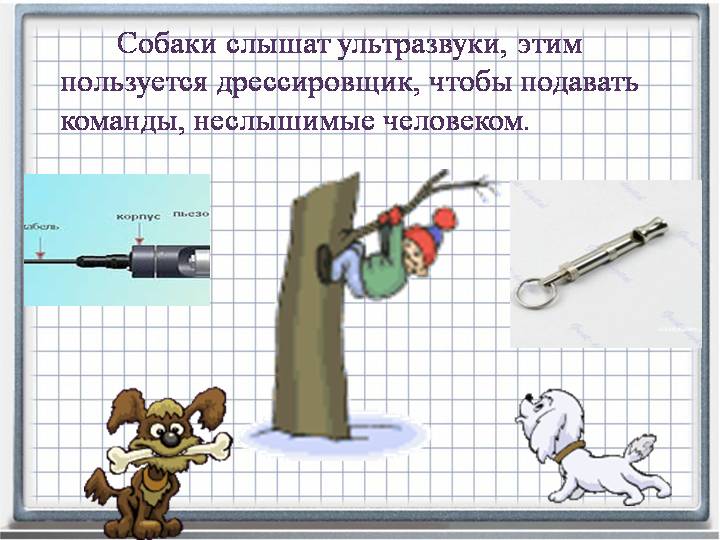 Действие ультразвука на собаку: какие звуки раздражают животных на самом деле