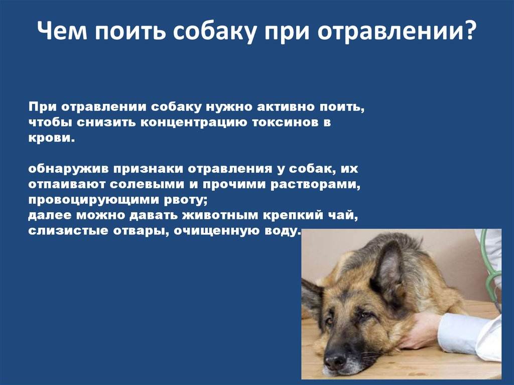 Ребенка рвет желчью, что делать, как помочь, лечение, диагностика