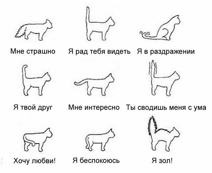 Как выучить кошачий язык: советы зоолога: звери: из жизни: lenta.ru