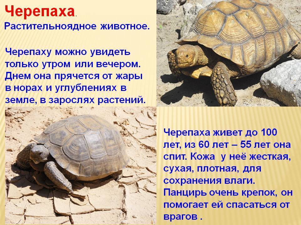 Содержание красноухих черепах в домашних условиях