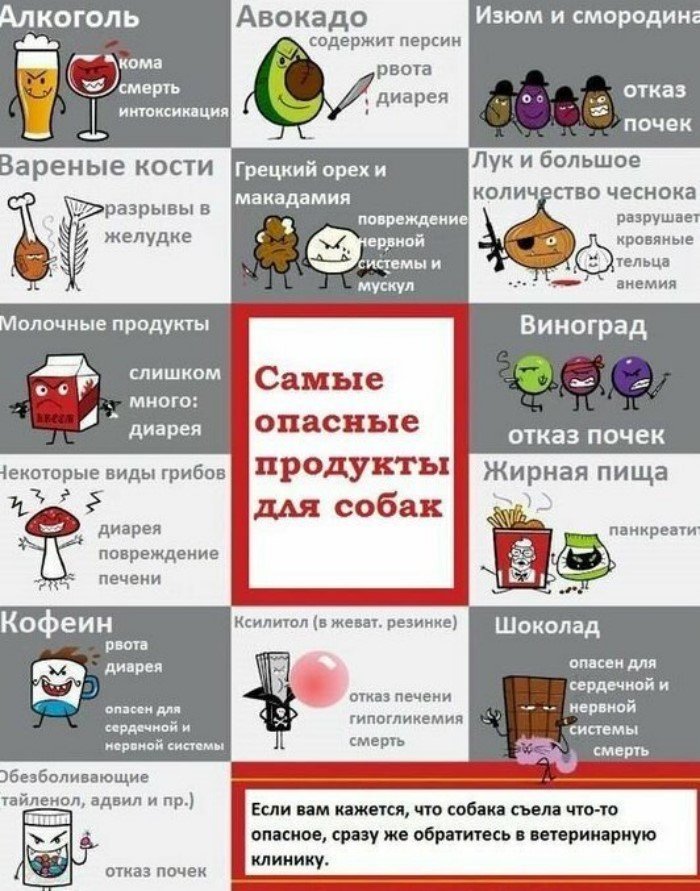 Чем нельзя кормить собаку?