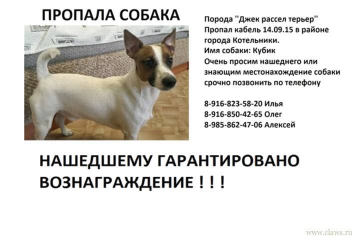 Парсон рассел терьер: описание и характеристика породы, фото
