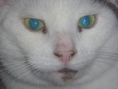 Из-за чего происходят черные выделения из глаз у кошки