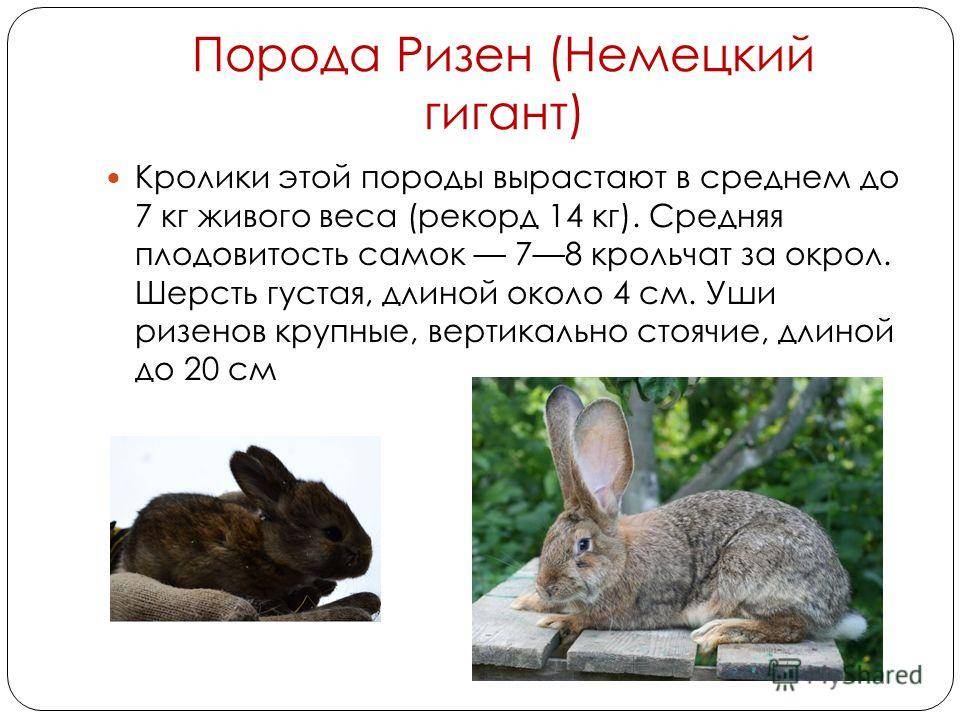 Кролики породы немецкий ризен: фото, описание, содержание