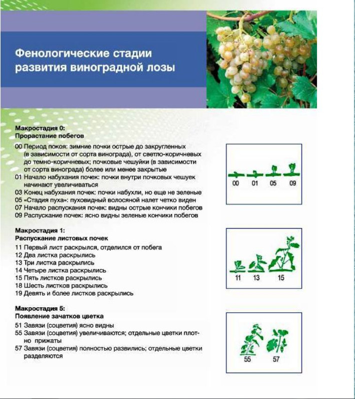 Можно ли кормить кроликов виноградными листьями и лозой