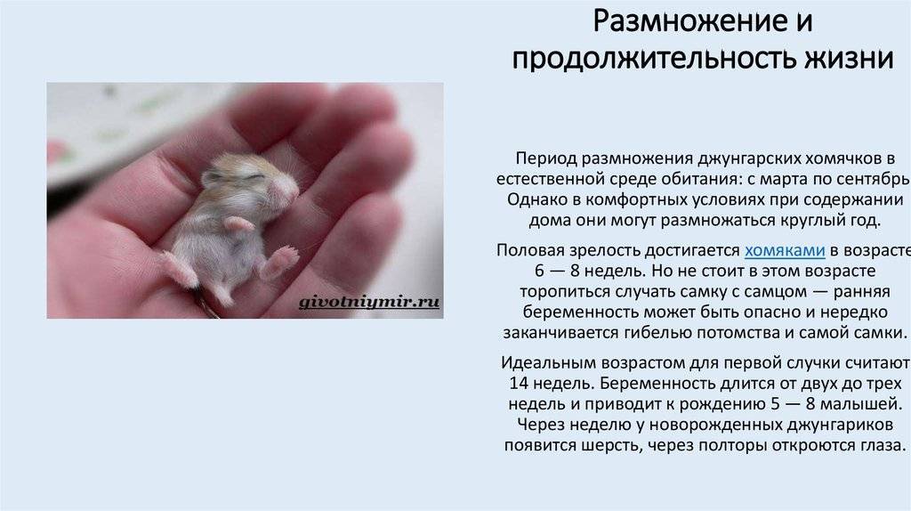 Содержание бурундука