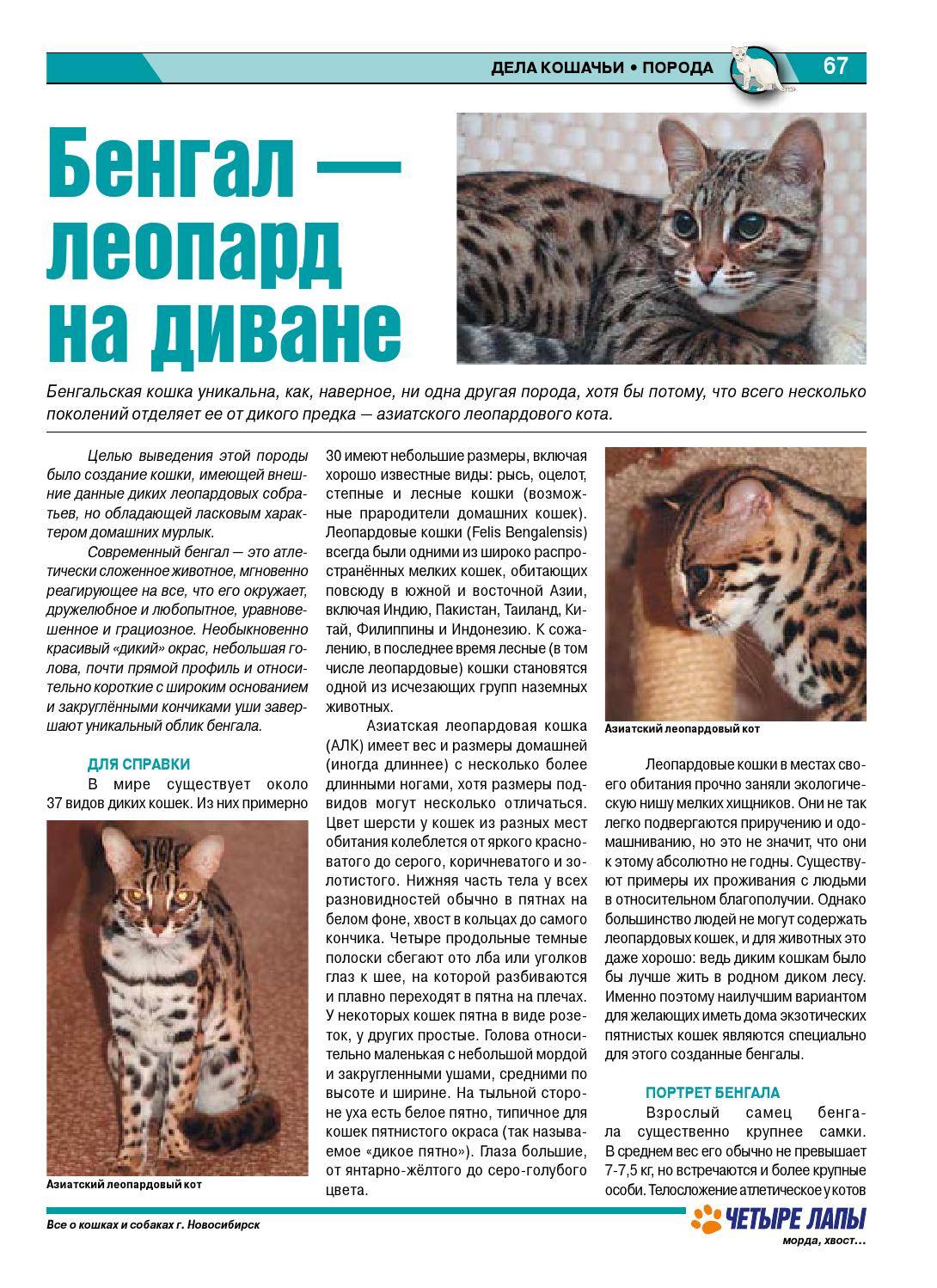 Самые большие домашние кошки: фотографии с названиями 10 наиболее крупных пород в мире