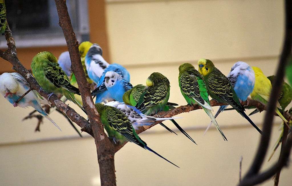 В зоопарке живут 5 видов попугаев. Волнистый попугай. Волнистые попугаи в Австралии. Стая волнистых попугаев. Московский зоопарк волнистый попугайчик.