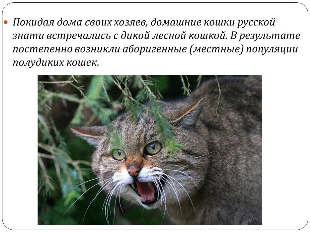 Европейский дикий лесной кот: 50 фото, описание, окрас, характер, среда обитания