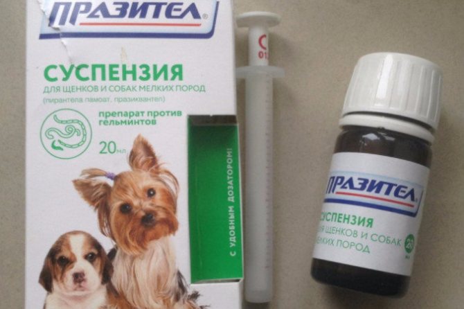 Таблетки празител для собак: описание, инструкция и применение