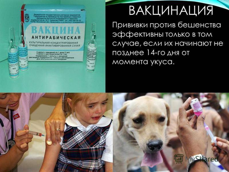 Вакцинация от бешенства людей схема