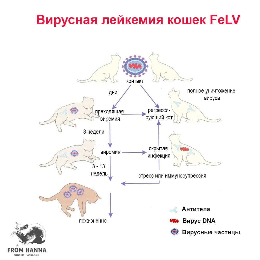 Лейкоз (лейкемия) кошек и котов. симптомы. лечение в беларуси
