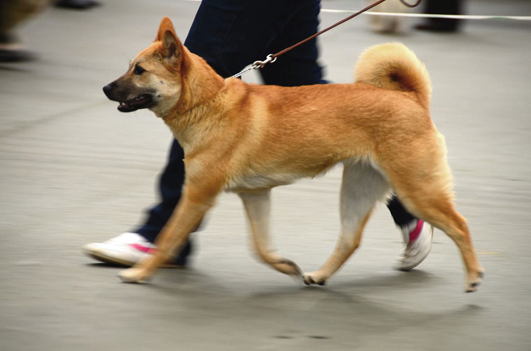 Описание и характеристика корейской породы собак чиндо