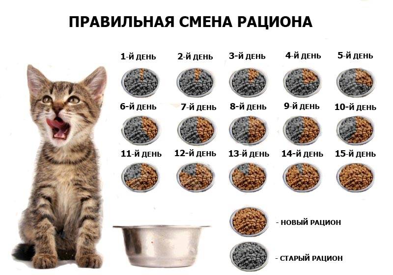 Можно ли кормить кошку сухим кормом и натуральной пищей одновременно, почему нельзя смешивать?