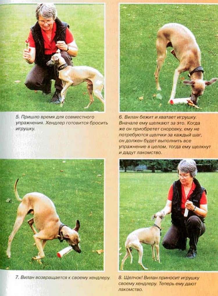 Как обучить собаку команде фас: немецкая овчарка, значение команды