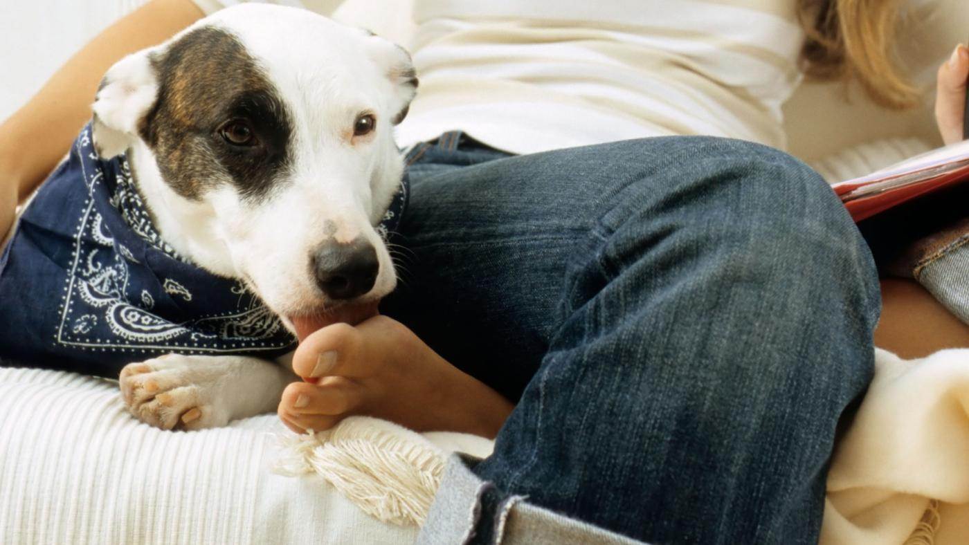 Почему собака лижет ноги хозяину – обзор причин | блог ветклиники "беланта"
