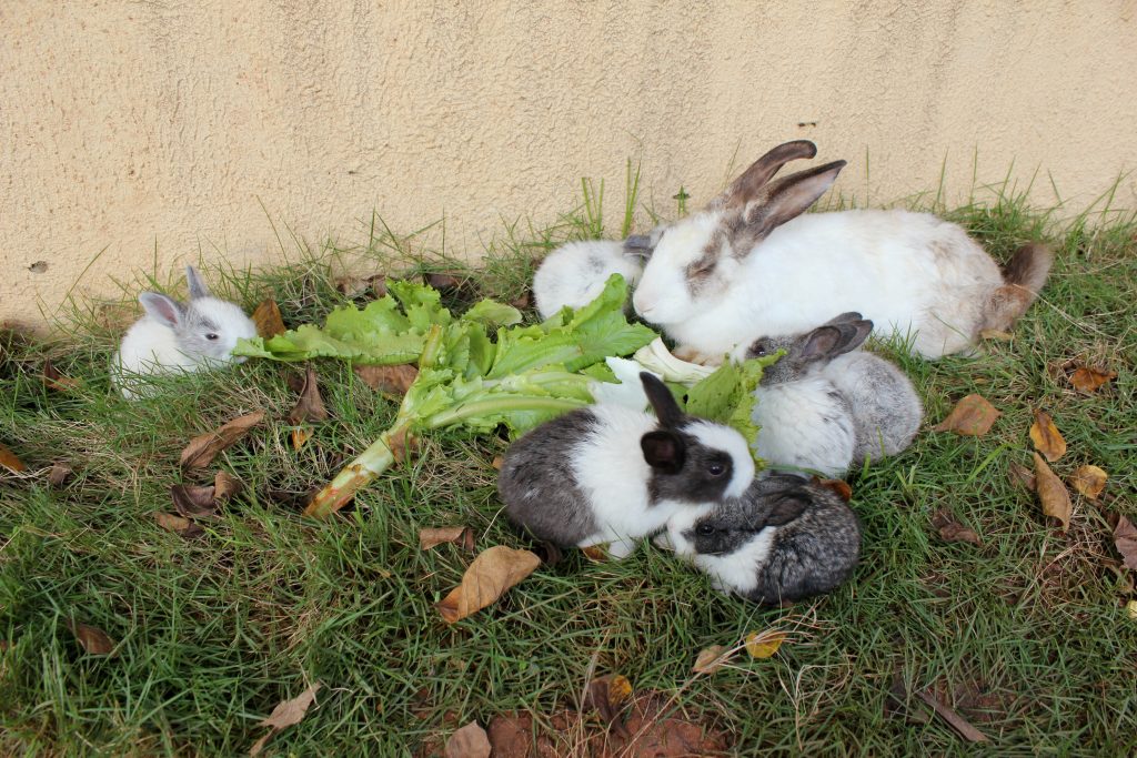 Можно ли давать кроликам листья хрена: польза и вред