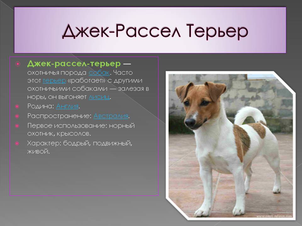Плюсы и минусы породы собак бостон-терьер | плюсы и минусы
