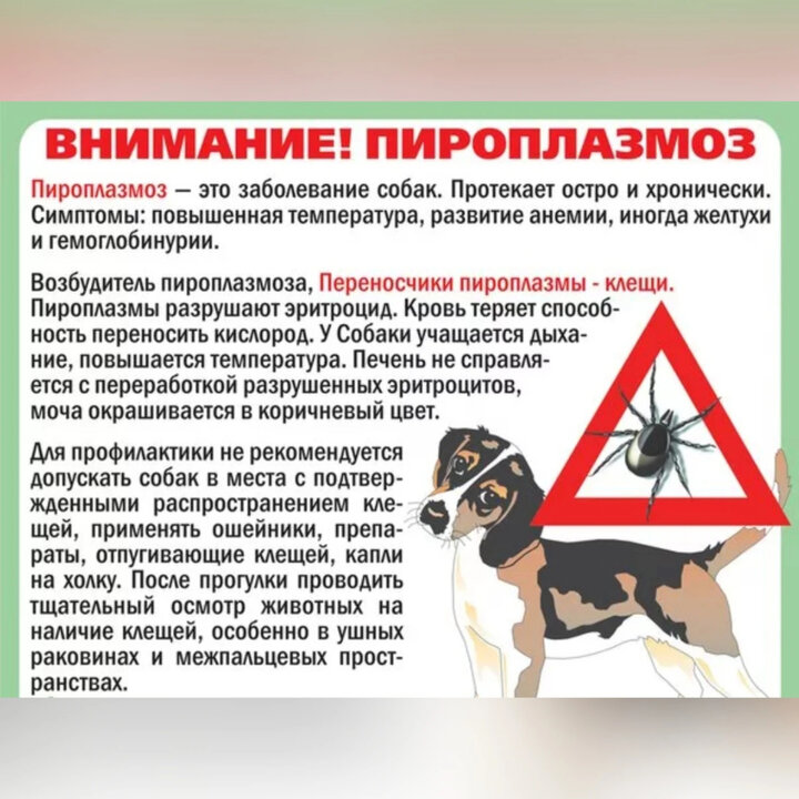 Почему собака часто дышит