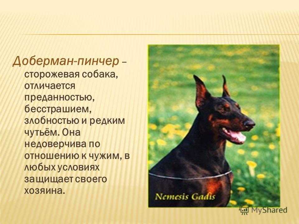 Цвергпинчер