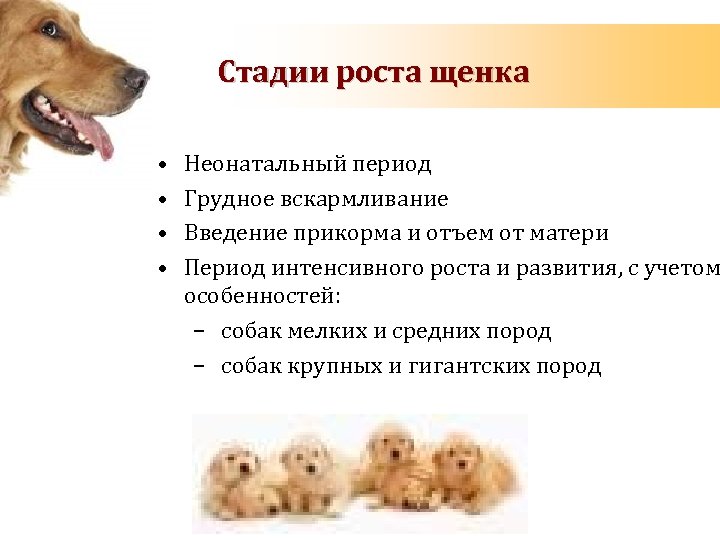 Как ухаживать за щенком – рекомендации заводчиков