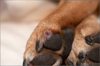 Гистиоцитома у собак: причины, симптомы, лечение и прогноз