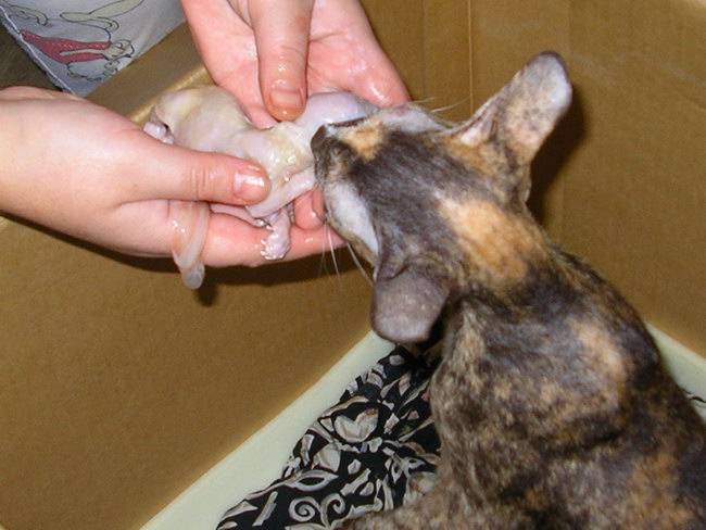 Можно ли беременной или кормящей кошке давать таблетки от глистов