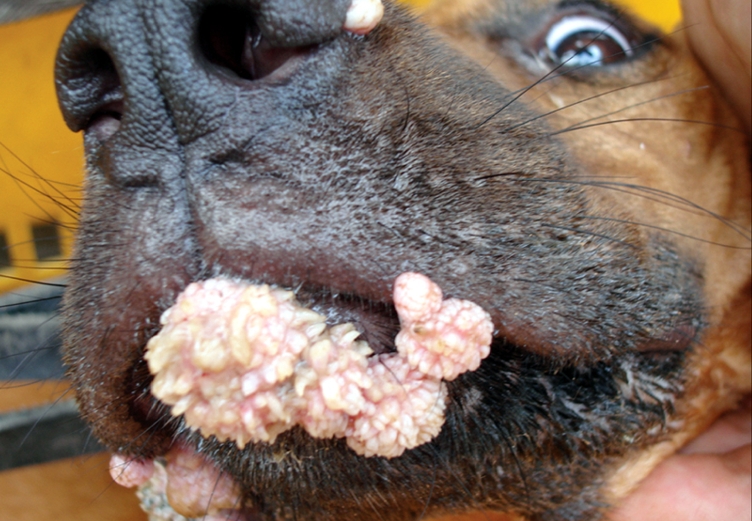 Почему у собаки пахнет изо рта тухлятиной, гнилью и что можно сделать в домашних условиях