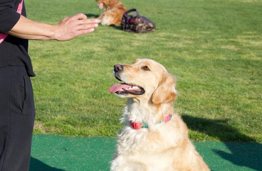 7 простых способов приучить собаку к общению с другими собаками - собаки 2023
