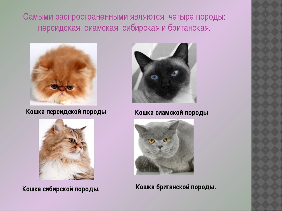 Какие бывают породы кошек с фотографиями и названиями