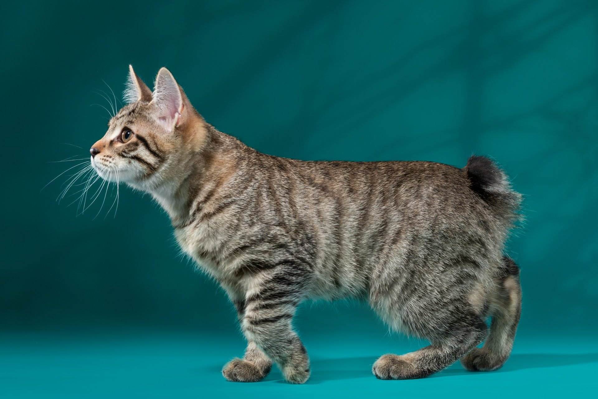 Породы кошек без хвоста (бобтейлы): с фотографиями и названиями