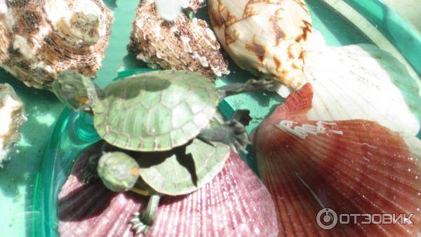 Островок или берег для водной черепахи - черепахи.ру - все о черепахах и для черепах