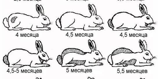 Определить возраст кролика должен уметь каждый заводчик