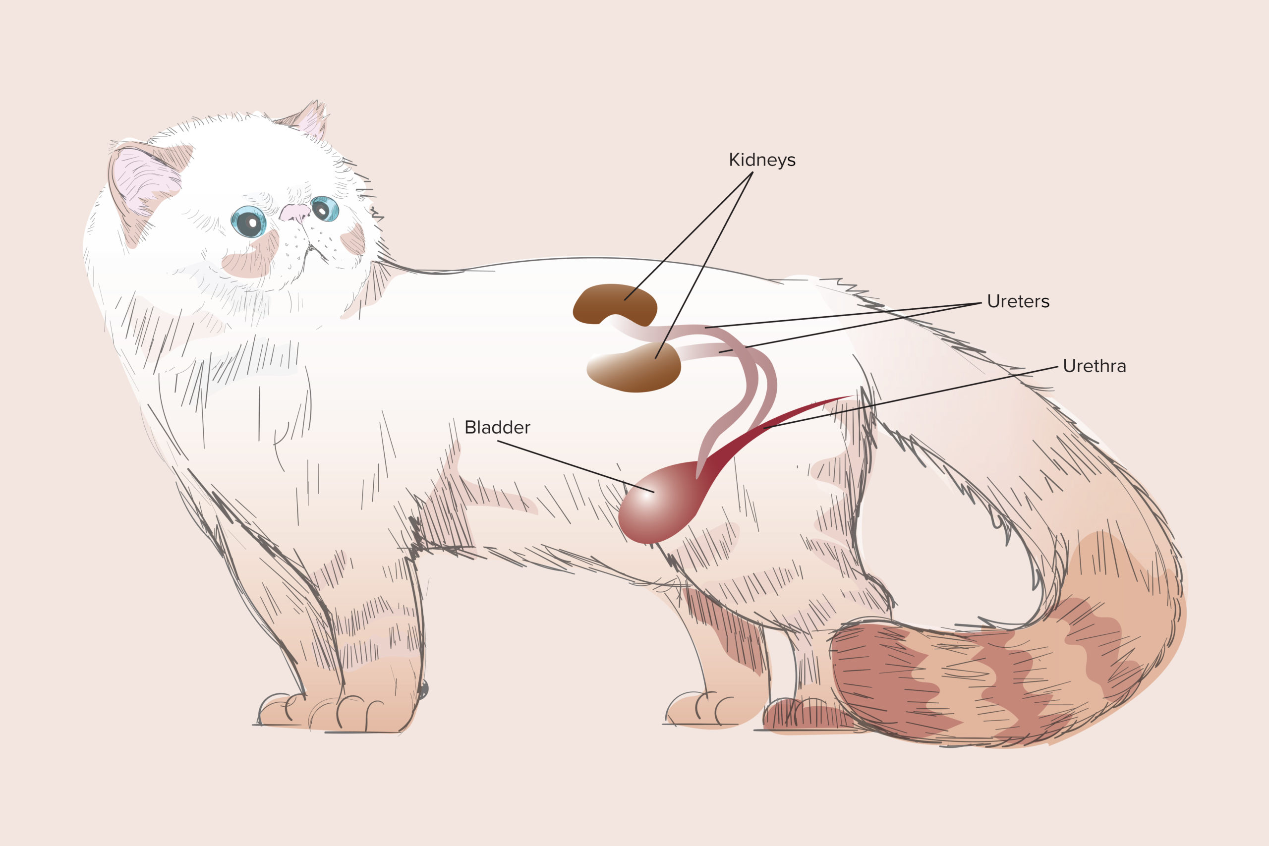 Лекарство от цистита для котов | признаки цистита у кошек лечение