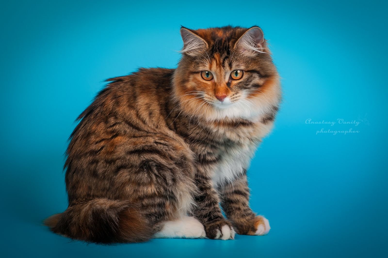 Карельский бобтейл – описание пород котов
