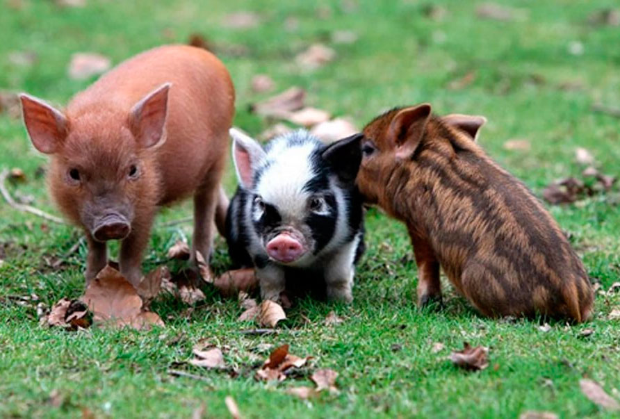 Пиги-мини: карликовые домашние декоративые микро свинки с фото
