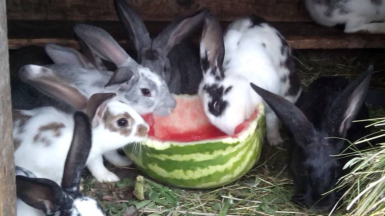 Арбузы - полезное лакомство для кроликов.