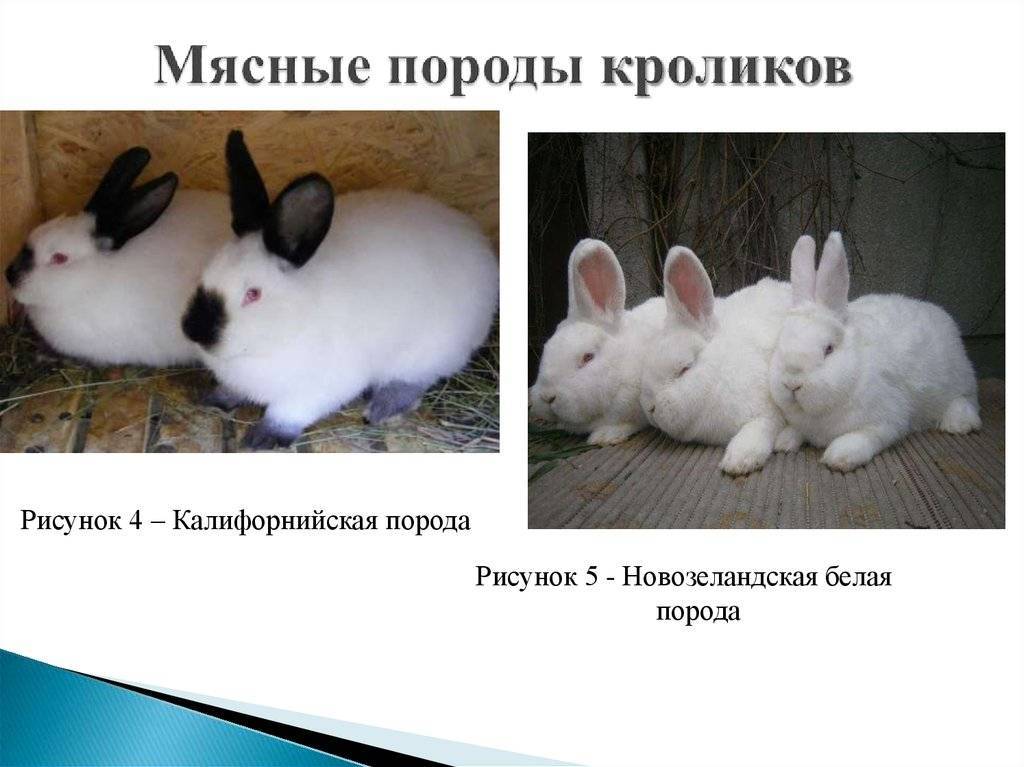 Мясошкурковые породы кроликов: топ-6 - рекс, бабочка, белый великан, шиншилла, серебристый - описание пород, их особенности, бонировка