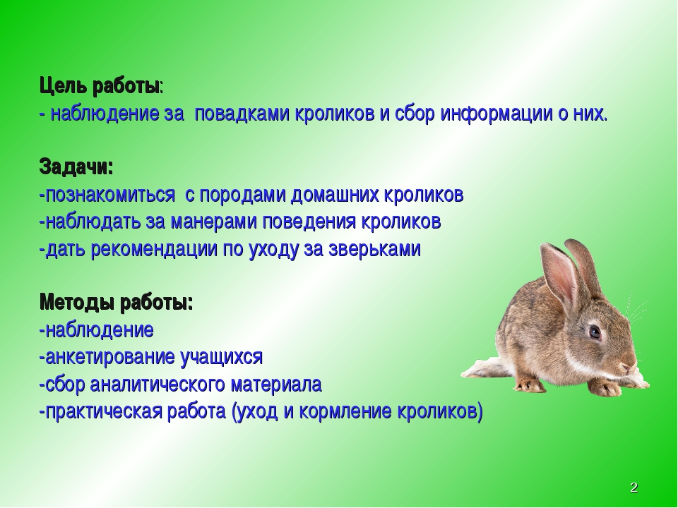 Сколько лет живут декоративные кролики?