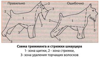 Уход, стрижка и тримминг цвергшнауцера. советы и рекомендации профессионалов