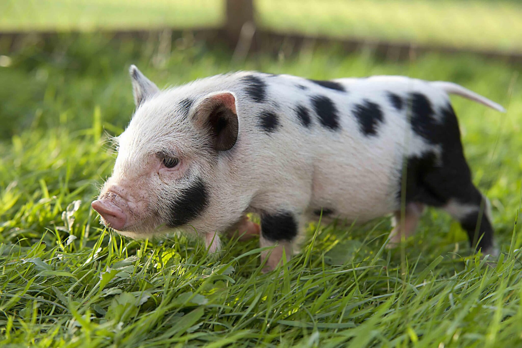 Карликовые свиньи: описание пород, особенности домашнего содержания и ухода с фото