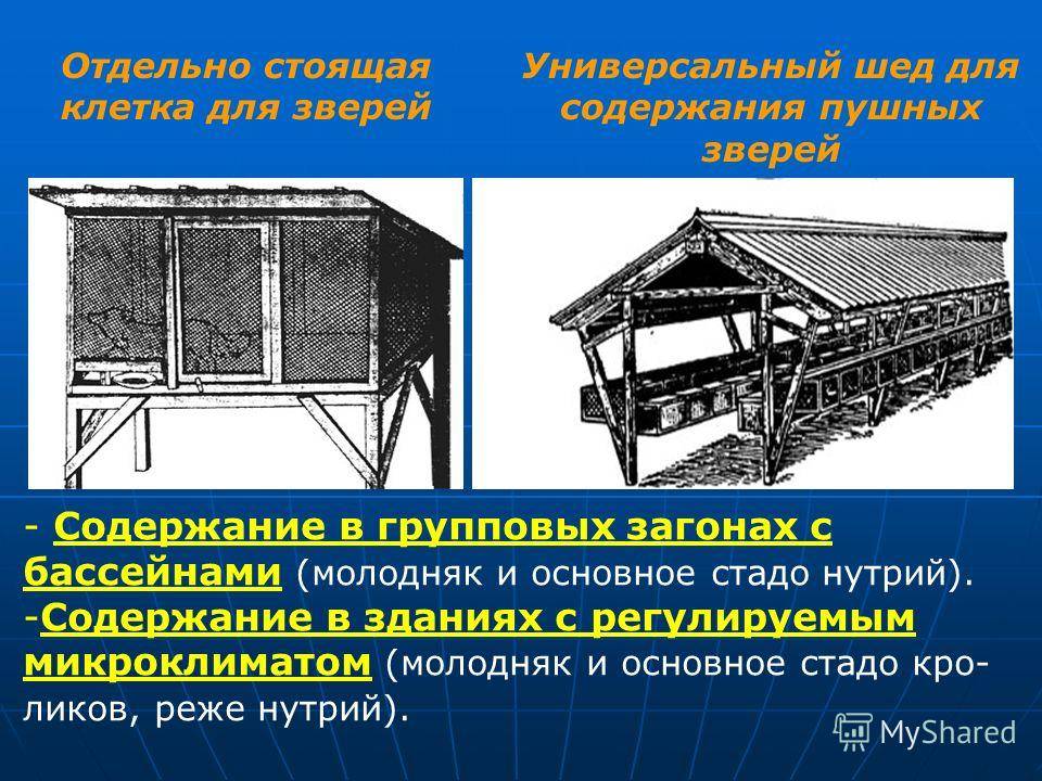 Содержание кроликов в сарае – как создать нужные условия? + видео