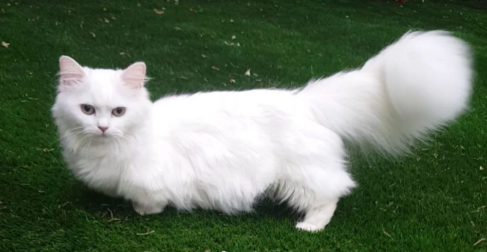 Наполеон кошка: происхождение, породные особенности, правила содержания, выбор
