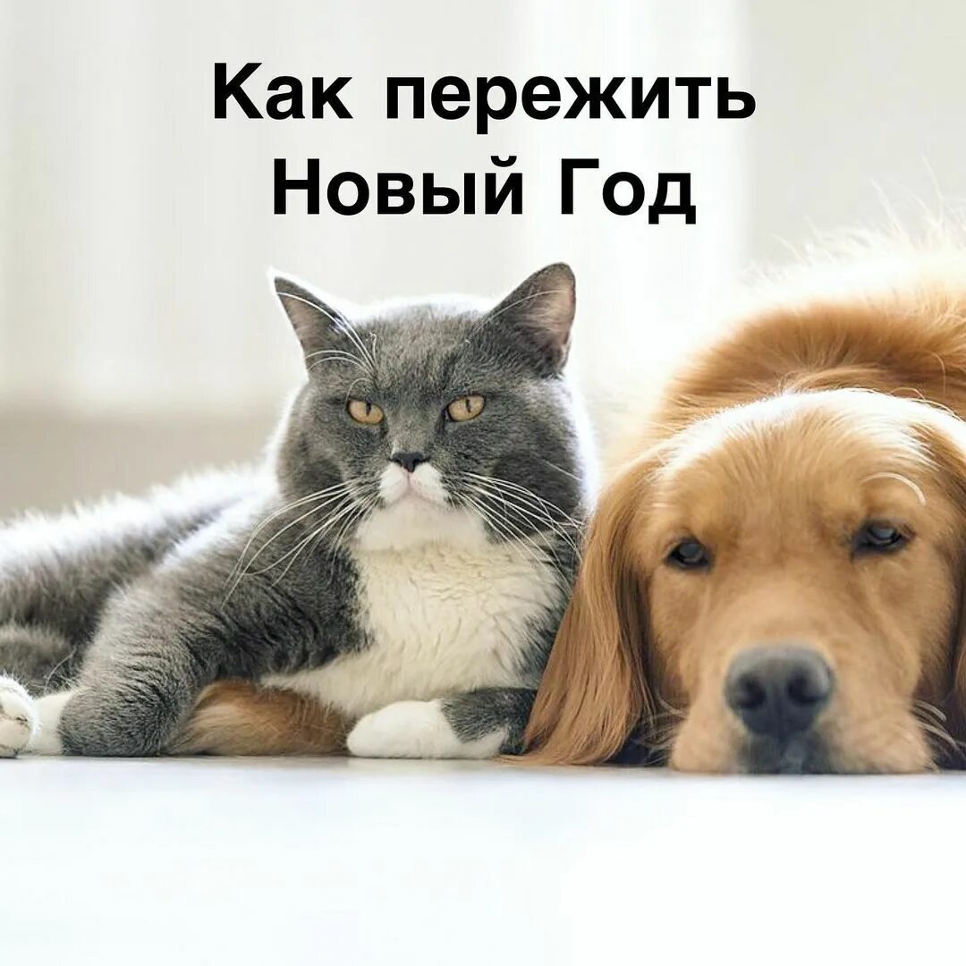 Как помочь собаке пережить новый год??? — обсуждение в группе "собаки" | птичка.ру