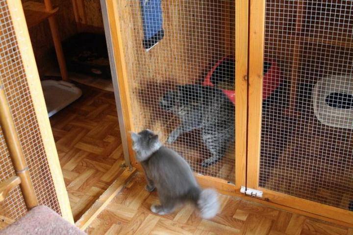 Енот-полоскун: как ухаживать за зверьком в домашних условиях