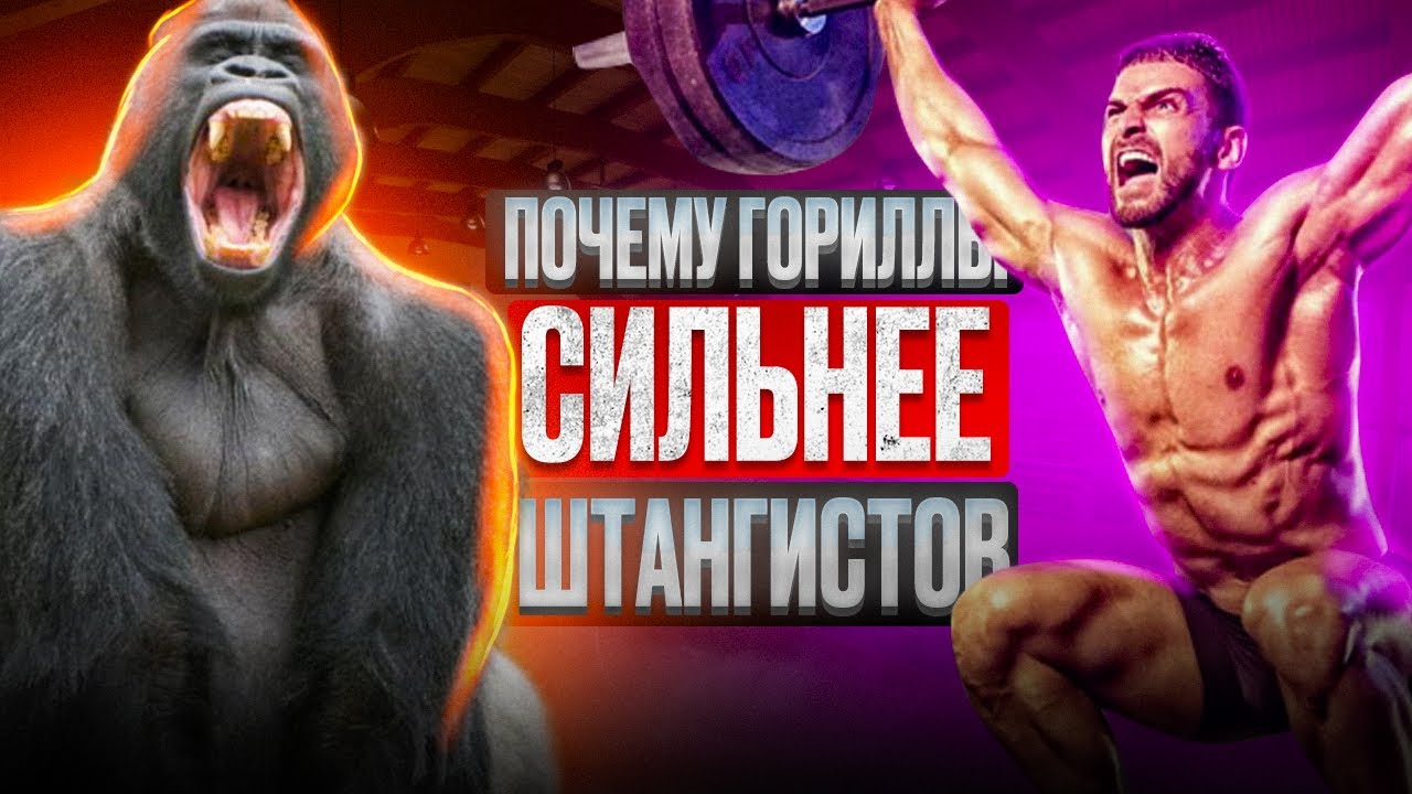 Почему гориллы сильнее штангистов. ведь они полдня спят и не тренируются?