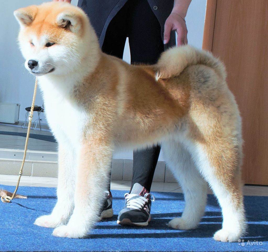 Мини акита-ину — как называется японская маленькая собака