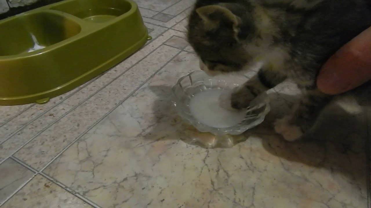 Почему котенок не пьет. Кошка без воды и еды. Котенок пьет воду. Приучить котенка пить воду. Котенок не пьет воду.