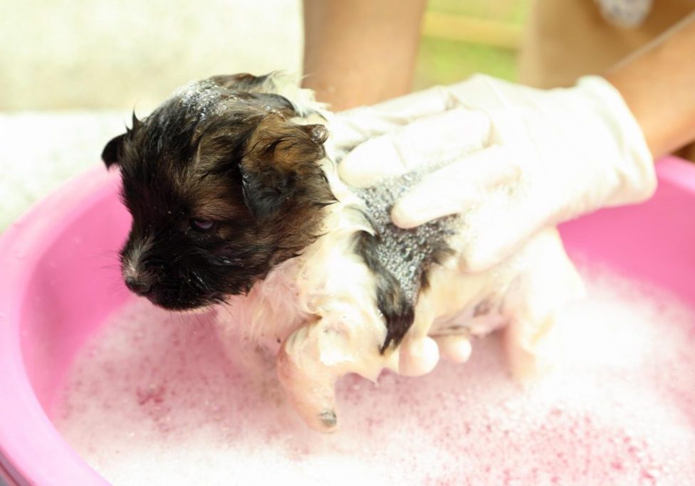 Когда и как мыть щенка, особенности водных процедур для собак и полезные советы