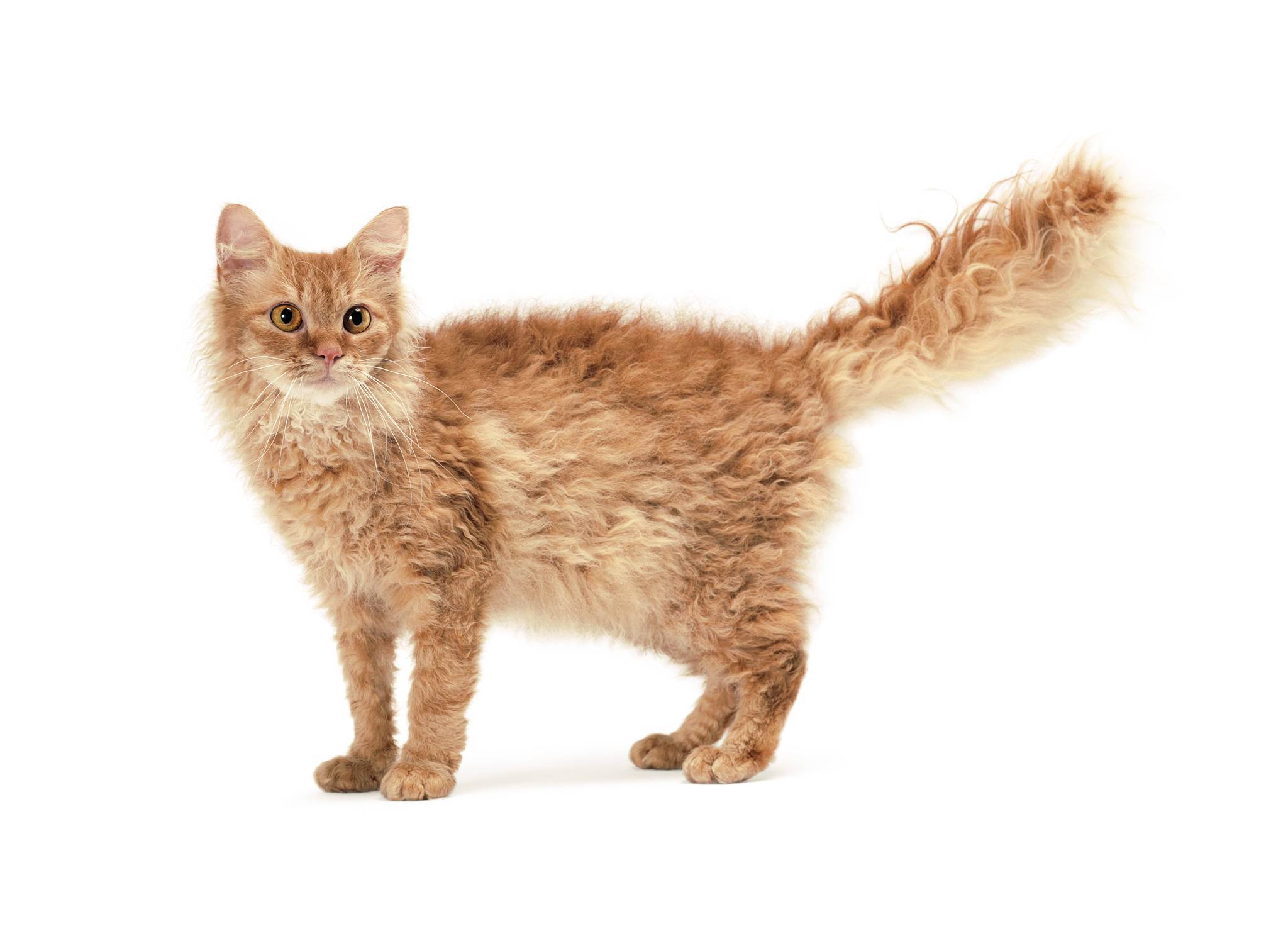 Лаперм кошки: описание породы, фото, видео, характер, уход